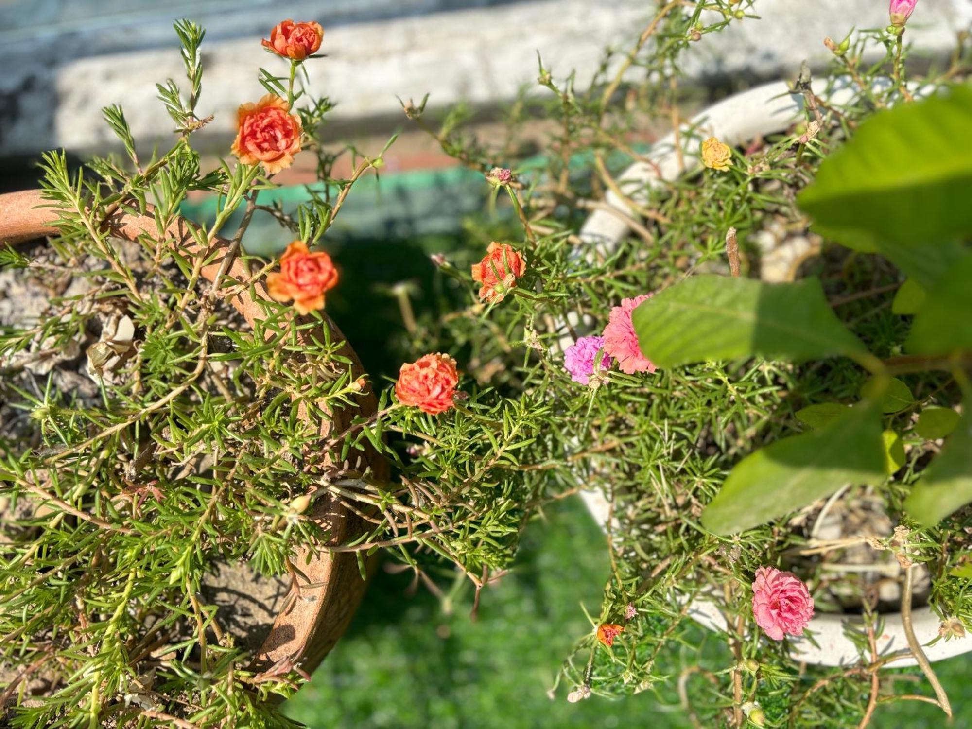 Good Morning Hoi An Homestay And Hostel Exterior foto